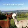 Lust auf eine Alpacawanderung