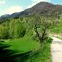 Asphaltstraße zum Buchberghof Asphaltstraße zum Buchberghof