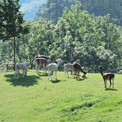 Königshof Alpaca