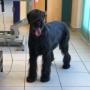 Mr. Dogy Style Christian Lakata-Schwager