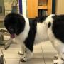 Mr. Dogy Style Christian Lakata-Schwager