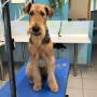Mr. Dogy Style Christian Lakata-Schwager