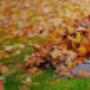 Haus- und Gartenservice Schauberger_Laub rechen