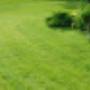 Haus- und Gartenservice Schauberger_Rasen