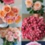 Collage edler Garten- & Sprayrosen in Rosa/Apricot mit üppiger Rüschenblüte. Ideale Inspiration für Brautstrauß, Geschenk & Deko. Fleuroom am Olympiaplatz 2 in 1020 Wien: Premium-Rosen, individuelle Sträuße & Lieferung.