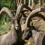 Gasthof Kleefeld Wildtierpark
