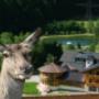 Gasthof Kleefeld Wildtierpark