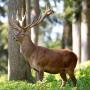 Gasthof Kleefeld Wildtierpark