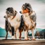 Biothane Hunde Leinen und Halsbänder von Furfellows