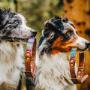 Boho Leder Hunde Halsband von Furfellows
