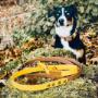 Setangebot - Hunde-Leine und Halsband von Furfellows