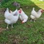 Frieda, Berta, Erna und Trudi