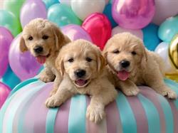 Pawesome's Golden Retriever