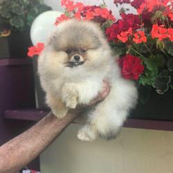 luxepom