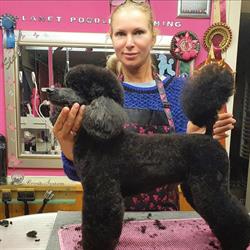 Hundesalon - Der Weiße Pudel