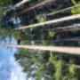 Treespiders