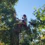 Treespiders