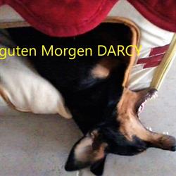 Hundefutter B.A.R.F.