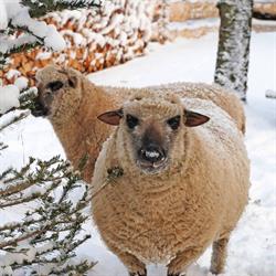 Weihnachten Am Bauernhof