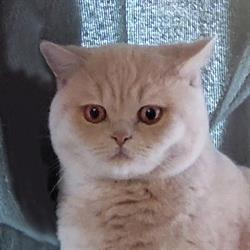 Cattery of DoubleDelight A