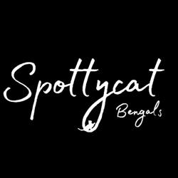 Spottycat Bengal Katzen Zucht