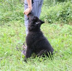 Hundeschule Hermagor