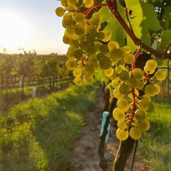 Weinbau Familie Hiller