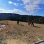 Rocky Sunshine Ranch in 4392 Dorfstetten