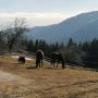 Rocky Sunshine Ranch in 4392 Dorfstetten