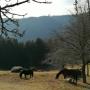 Rocky Sunshine Ranch in 4392 Dorfstetten