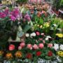 Obi Markt Fürstenfeld Gartenparadies Obi Markt Fürstenfeld Gartenparadies
