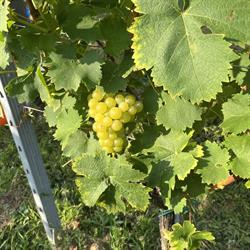 Weinbau Kropf