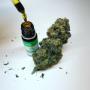 SEPP HANF - CBD Shop - Growshop + Hanfstecklinge in 6600 Reutte SEPP HANF - CBD Shop - Growshop + Hanfstecklinge in 6600 Reutte