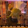 SEPP HANF - CBD Shop - Growshop + Hanfstecklinge in 6600 Reutte SEPP HANF - CBD Shop - Growshop + Hanfstecklinge in 6600 Reutte