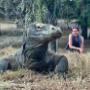 Komodo Waran Indonesien