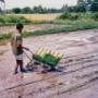 Reis-Transplanter