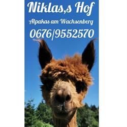 Niklas's Hof Alpakas am Wachsenberg