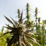 CBD Blüte