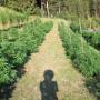 Hanfplantage