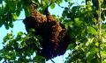 Bienenschwarm einfangen!