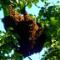 Bienenschwarm