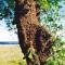 Bienenschwarm