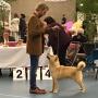 Vom Sassbach - Hundefriseur I Zuchtstätte - Canis Lupus Spiritus - Michael Schantl in 8092 Mettersdorf Vom Sassbach - Hundefriseur I Zuchtstätte - Canis Lupus Spiritus - Michael Schantl in 8092 Mettersdorf