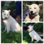 Vom Sassbach - Hundefriseur I Zuchtstätte - Canis Lupus Spiritus - Michael Schantl in 8092 Mettersdorf Vom Sassbach - Hundefriseur I Zuchtstätte - Canis Lupus Spiritus - Michael Schantl in 8092 Mettersdorf