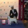 Vom Sassbach - Hundefriseur I Zuchtstätte - Canis Lupus Spiritus - Michael Schantl in 8092 Mettersdorf Vom Sassbach - Hundefriseur I Zuchtstätte - Canis Lupus Spiritus - Michael Schantl in 8092 Mettersdorf