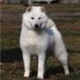 Vom Sassbach - Hundefriseur I Zuchtstätte - Canis Lupus Spiritus - Michael Schantl in 8092 Mettersdorf Vom Sassbach - Hundefriseur I Zuchtstätte - Canis Lupus Spiritus - Michael Schantl in 8092 Mettersdorf