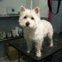 Vom Sassbach - Hundefriseur I Zuchtstätte - Canis Lupus Spiritus - Michael Schantl in 8092 Mettersdorf Vom Sassbach - Hundefriseur I Zuchtstätte - Canis Lupus Spiritus - Michael Schantl in 8092 Mettersdorf