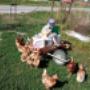 Funny Chicken in Katzelsdorf Funny Chicken in Katzelsdorf