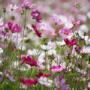 Cosmos Mix Seeds