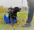Tiertraining Beschäftigungstraining